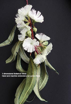 Eucalyptus tetradonta2
